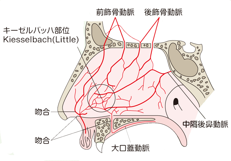 小児の鼻血の注意点