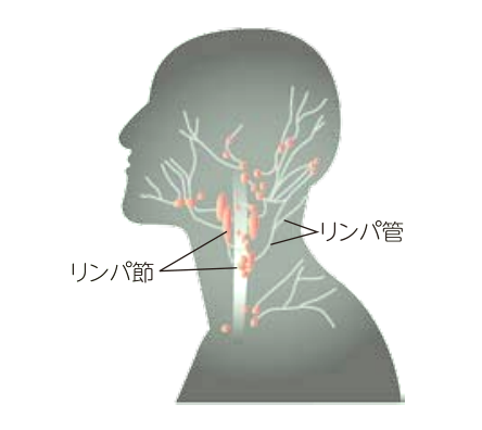 リンパ節