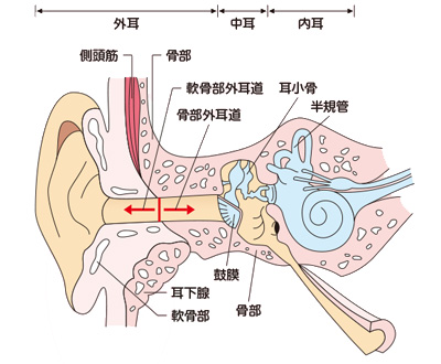 耳の構造