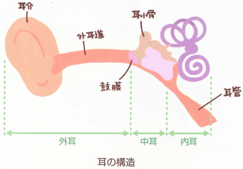 耳の構造